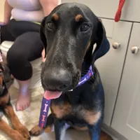 Savina, a female Doberman Pinscher for sale in Cullman, AL – Photo 7 of 8