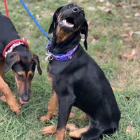 Savina, a female Doberman Pinscher for sale in Cullman, AL – Photo 3 of 8