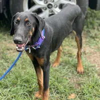 Savina, a female Doberman Pinscher for sale in Cullman, AL – Photo 1 of 8