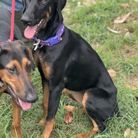 Savina, a female Doberman Pinscher for sale in Cullman, AL – Photo 4 of 8