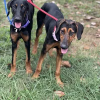 Savina, a female Doberman Pinscher for sale in Cullman, AL – Photo 5 of 8