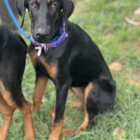Savina, a female Doberman Pinscher for sale in Cullman, AL – Photo 2 of 8