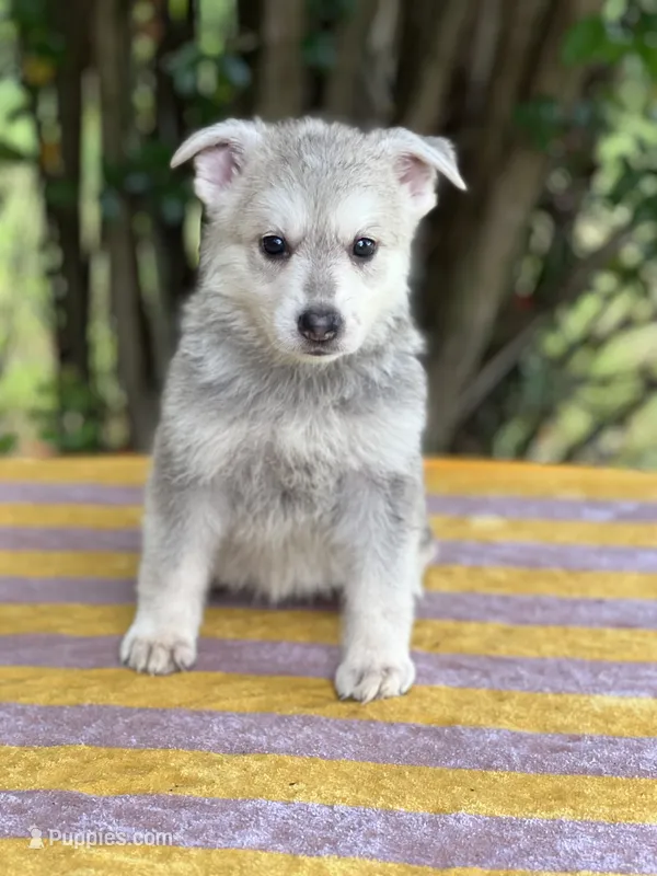 Nemue # 2 silver sable /plush coat reverse mask female  – German Shepherd Dog puppy for sale in Cullman, AL