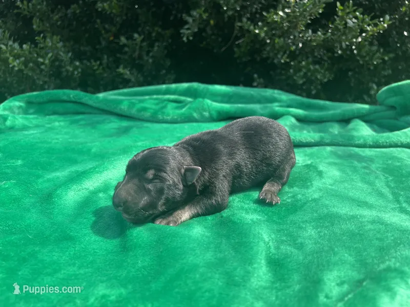 Female # 5 – German Shepherd Dog puppy for sale in Cullman, AL