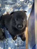 Onyx # 2 solid black male, a female German Shepherd Dog for sale in Cullman, AL – 2 of 10