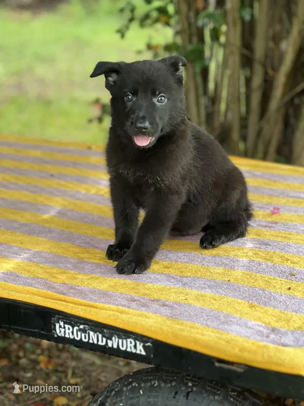 Onyx # 2 solid black male – German Shepherd Dog puppy for sale in Cullman, AL