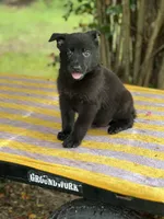 Onyx # 2 solid black male, a male German Shepherd Dog for sale in Cullman, AL – 3 of 10