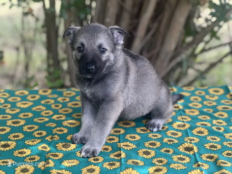 Mila Puppy #1 silver sable female – German Shepherd Dog puppy for sale in Cullman, AL
