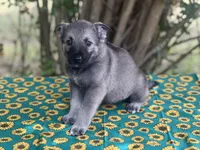 Mila Puppy #1 silver sable female, a female German Shepherd Dog for sale in Cullman, AL – 4 of 10