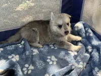 Nemue # 2 silver sable reverse mask female , a female German Shepherd Dog for sale in Cullman, AL – 2 of 10