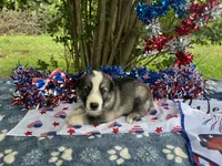 Sterling  # 1 Black and silver sable Panda male, a female German Shepherd Dog for sale in Cullman, AL – 5 of 10