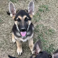 URI, a male German Shepherd Dog for sale in Cullman, AL – Photo 6 of 10