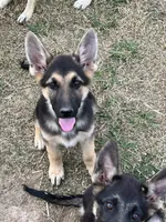 URI, a male German Shepherd Dog for sale in Cullman, AL – Photo 6 of 10