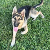 URI, a male German Shepherd Dog for sale in Cullman, AL – Photo 10 of 10