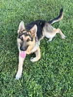 URI, a male German Shepherd Dog for sale in Cullman, AL – Photo 10 of 10