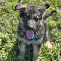 URI, a male German Shepherd Dog for sale in Cullman, AL – Photo 7 of 10