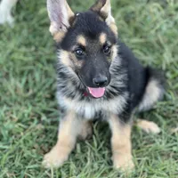URI, a male German Shepherd Dog for sale in Cullman, AL – Photo 5 of 10