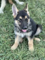 URI, a male German Shepherd Dog for sale in Cullman, AL – Photo 5 of 10