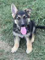 URI, a male German Shepherd Dog for sale in Cullman, AL – Photo 4 of 10