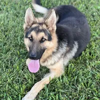 URI, a male German Shepherd Dog for sale in Cullman, AL – Photo 8 of 10