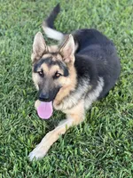 URI, a male German Shepherd Dog for sale in Cullman, AL – Photo 8 of 10