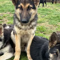 URI, a male German Shepherd Dog for sale in Cullman, AL – Photo 3 of 10