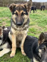 URI, a male German Shepherd Dog for sale in Cullman, AL – Photo 3 of 10