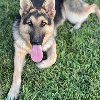 URI, a male German Shepherd Dog for sale in Cullman, AL – Photo 2 of 10