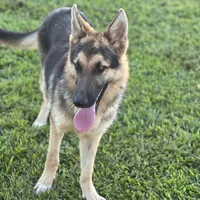 URI, a male German Shepherd Dog for sale in Cullman, AL – Photo 1 of 10