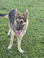 URI, a male German Shepherd Dog for sale in Cullman, AL – Photo 1 of 10