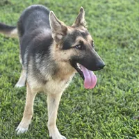 URI, a male German Shepherd Dog for sale in Cullman, AL – Photo 9 of 10