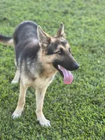 URI, a male German Shepherd Dog for sale in Cullman, AL – Photo 9 of 10