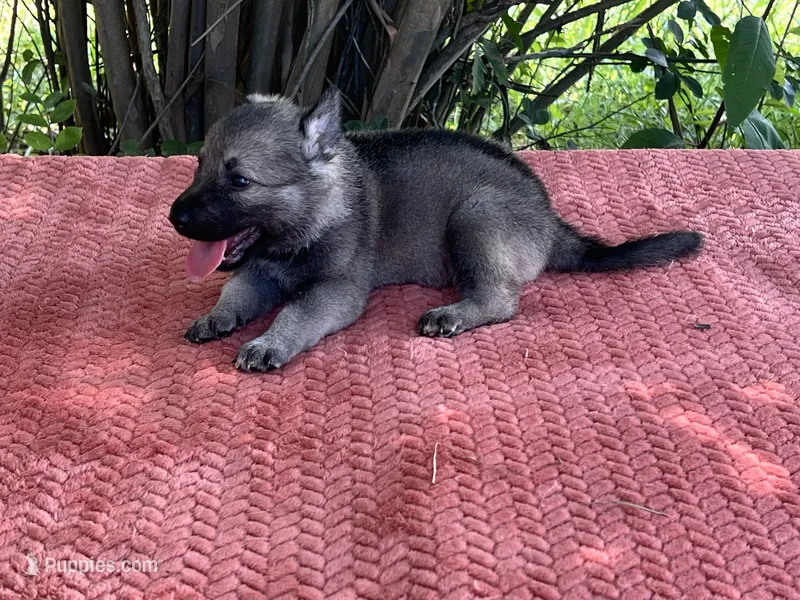 Mila Puppy #1 silver sable female – German Shepherd Dog puppy for sale in Cullman, AL