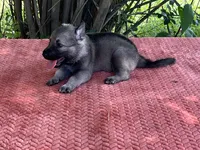 Mila Puppy #1 silver sable female, a female German Shepherd Dog for sale in Cullman, AL – 1 of 7