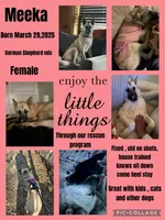 Meeka, a female German Shepherd Dog and Anatolian Shepherd Dog for sale in Cullman, AL – 1 of 1