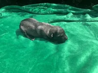Mila Puppy #1 silver sable female, a female German Shepherd Dog for sale in Cullman, AL – 6 of 7