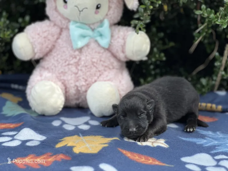 Male # 2 – German Shepherd Dog puppy for sale in Cullman, AL