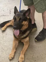 Luke, a male German Shepherd Dog for sale in Cullman, AL – Photo 1 of 4