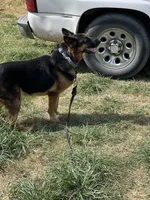 Luke, a male German Shepherd Dog for sale in Cullman, AL – Photo 4 of 4