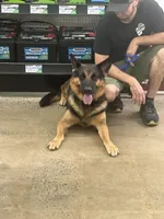 Luke, a male German Shepherd Dog for sale in Cullman, AL – Photo 2 of 4