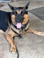 Luke, a male German Shepherd Dog for sale in Cullman, AL – Photo 3 of 4
