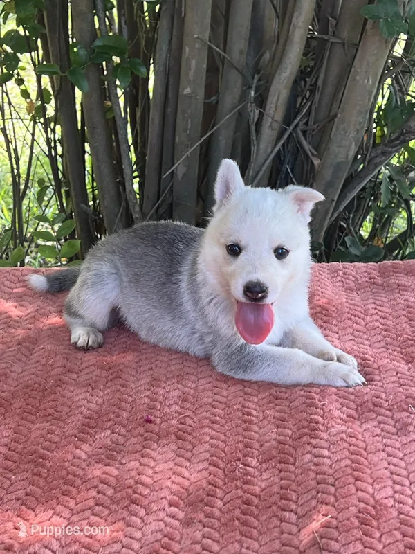 Akira # 4 silver  sable panda female – German Shepherd Dog puppy for sale in Cullman, AL