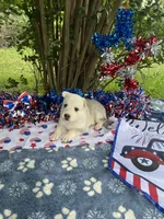 Akira # 4 silver  sable panda female, a female German Shepherd Dog for sale in Cullman, AL – 5 of 10