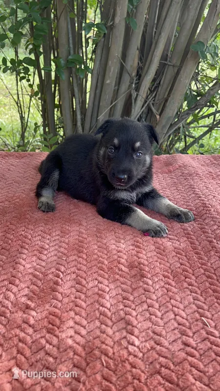 Josephine # 5 black & silver female – German Shepherd Dog puppy for sale in Cullman, AL