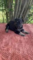Josephine # 5 black & silver female, a female German Shepherd Dog for sale in Cullman, AL – 1 of 10