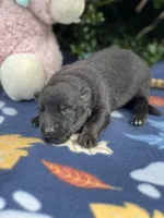 Onyx # 2 solid black male, a female German Shepherd Dog for sale in Cullman, AL – 8 of 10