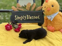 Black female Puppy 1, a female German Shepherd Dog for sale in Cullman, AL – 3 of 6
