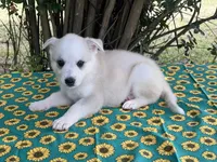 Aspen # 3 silver dawn sable panda female, a female German Shepherd Dog for sale in Cullman, AL – 4 of 10