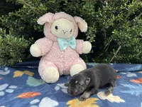 Female # 5 black & silver, a female German Shepherd Dog for sale in Cullman, AL – 2 of 6