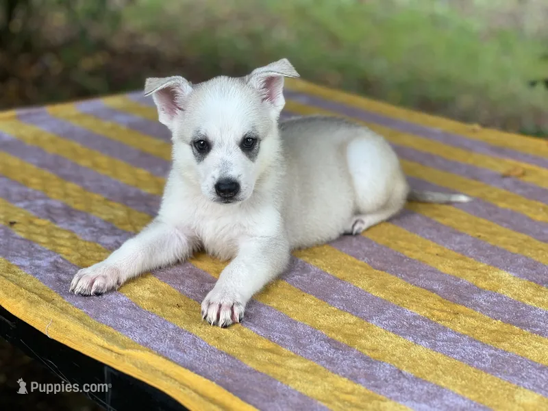 Aspen # 3 silver dawn sable panda female – German Shepherd Dog puppy on hold in Cullman, AL